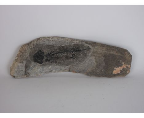 Discosaur amphibian fossil, a type of salamander, Czech Republic, 260 million years