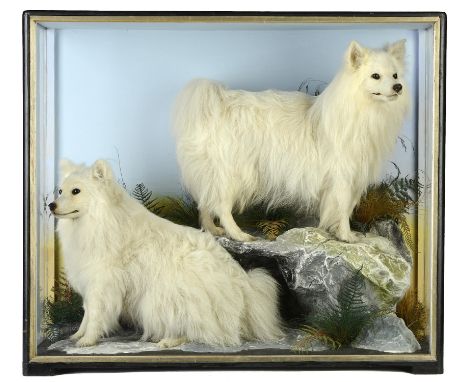 Taxidermy: A rare pair of Pomeranian dogs by Hutchings of Aberystwyth  late 19th century 79cm.; 31ins high by 91cm.; 36ins wi