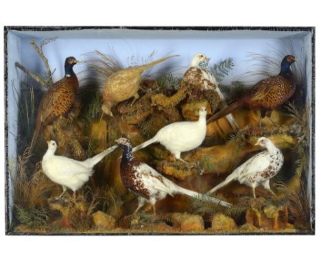 Taxidermy: A case of six pheasants with unusual plumage by Henry Ward  circa 1880 104cm.; 41ins high by 152cm.; 60ins wide  R