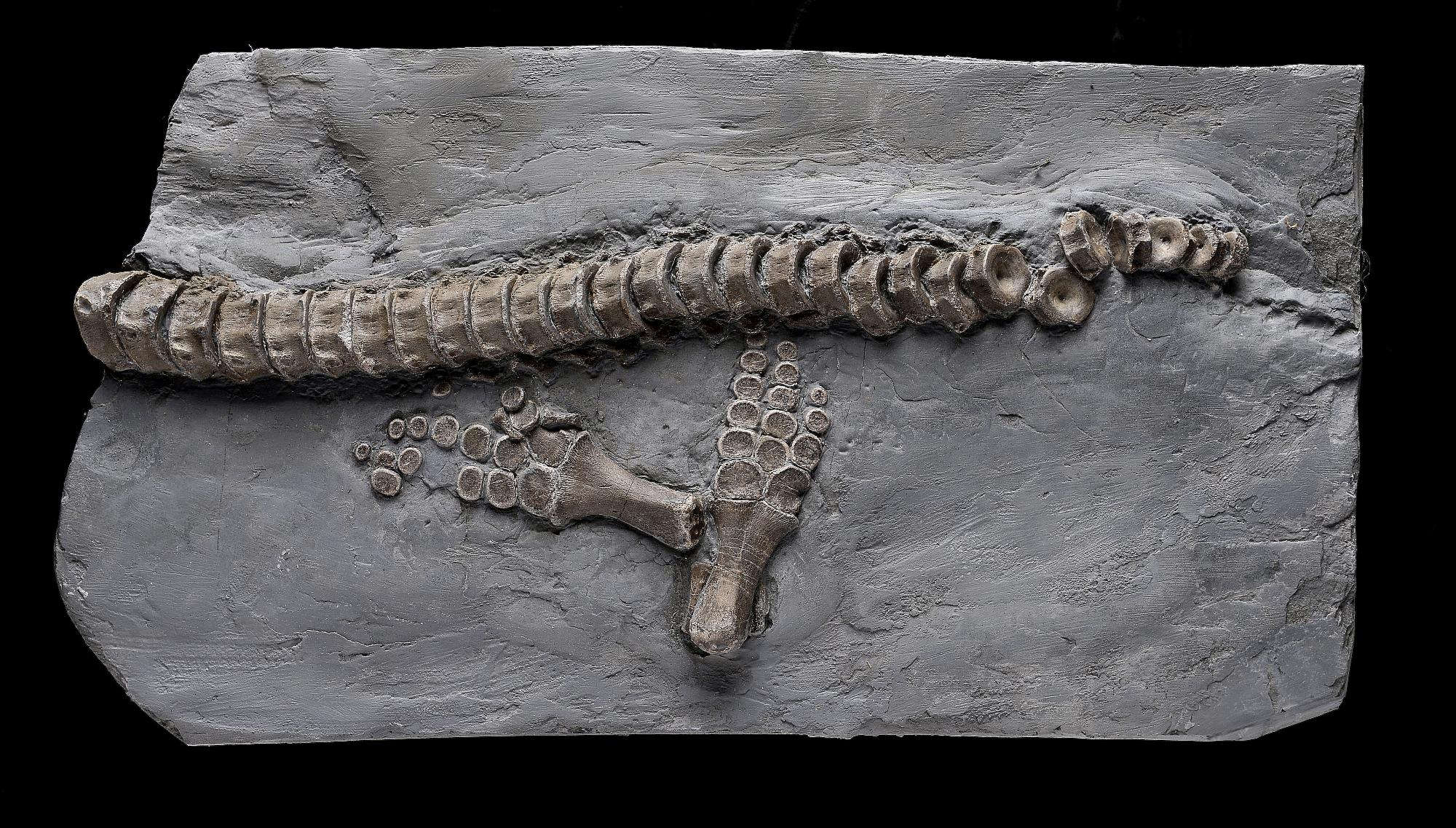 Fossil A rare partial specimen of a Leptonectes tenuirostris