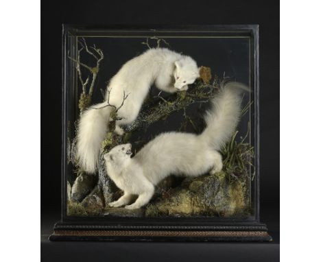 Taxidermy: A pair of rare albino Pine Martens by Waters of Aboyne  late 19th century 69cm.; 37ins high by 70cm.; 28cm wide