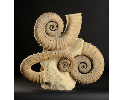 Fossil: A large rare spiny ammonite group  probably Emericiceras barremense&#44; Moroccan&#44; Cretaceous 36cm.; 14ins high