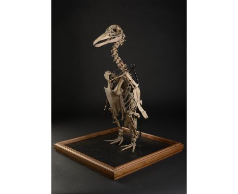 Fossil: A very rare fossil Penguin  South American&#44; Miocene 66cm.; 26ins high   From a Private European Collection