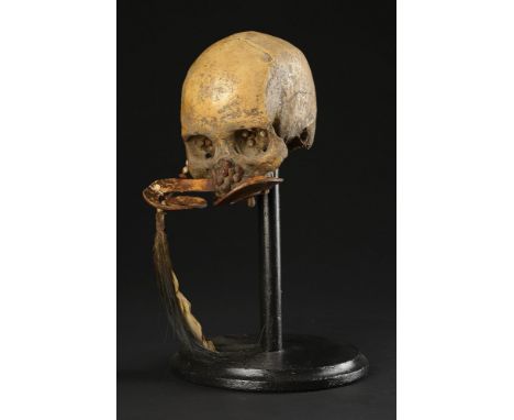 Natural History: An Ancestor skull with feather ear piece on stand  Asmat tribe Papua New Guinea 37cm.; 14ins high  