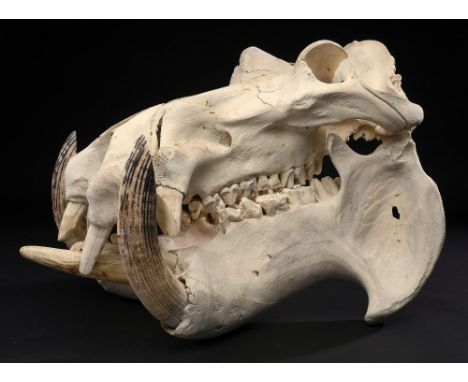 Natural History: A large Hippopotamus skull  early 20th century 71cm.; 28ins long