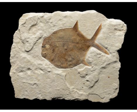 Fossil: A rare Girodis circularis fish   Painten&#44; Germany&#44; Lower Jurassic 36cm.; 14ins by 30cms.; 12ins   The fossils