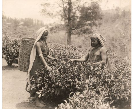 * Ceylon &amp; India. An album containing approximately 70 mounted platinum and gelatin silver prints of Ceylon interest, ear