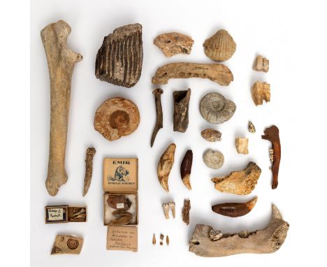 Germany, a collection of archeological animal bones and teeth, ca. 80.000 BC and later periods; amoung others a cave bear tee