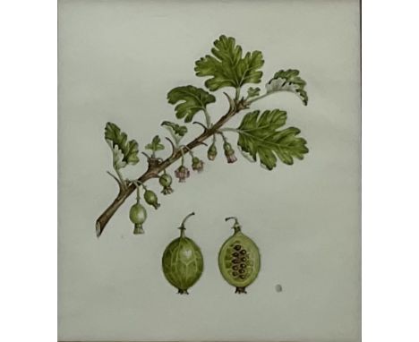 Sarah Gould (British 1955-): 'Gooseberry' Botanical Study, watercolour on vellum signed with monogram, artist's studio label 