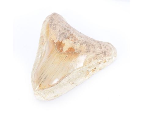 Large Megalodon (Otodus Megalodon) tooth fossil, with fine serrations in a matrix, age; Miocene period location; Java, Indoni