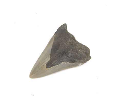 Megalodon (Otodus Megalodon) tooth fossil, with fine serrations, H10.5cm