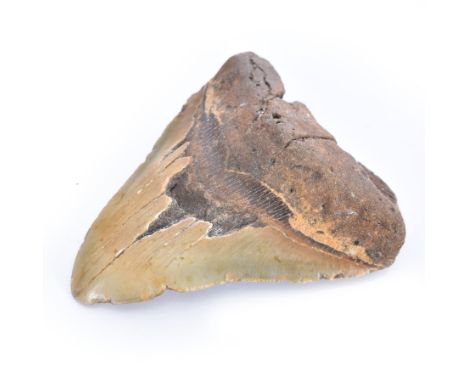 Large Megalodon (Otodus Megalodon) tooth fossil, with fine serrations age; Miocene period location; Java, Indonisia, H10.5cm,