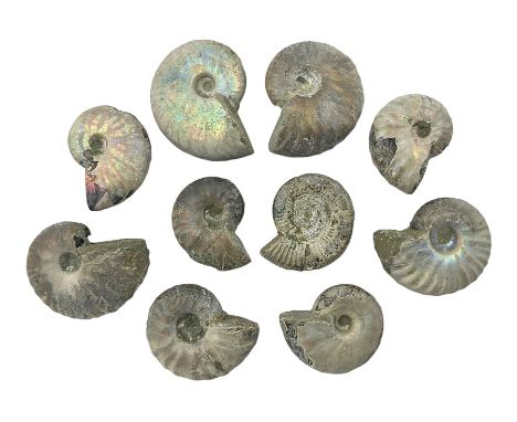 Ten ammonite fossils with nacreous aragonite shells, age; Cretaceous period, location: Madagascar, largest 3cm