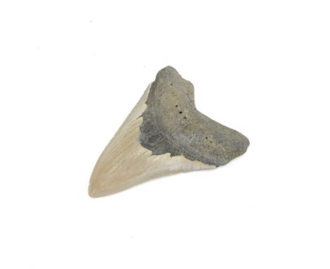 Megalodon (Otodus Megalodon) tooth fossil, with fine serrations, H10cm