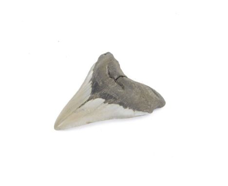 Megalodon (Otodus Megalodon) tooth fossil, with fine serrations, H10.5cm