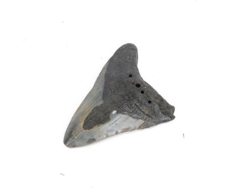 Megalodon (Otodus Megalodon) tooth fossil, with fine serrations, H10.5cm