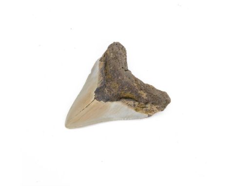 Megalodon (Otodus Megalodon) tooth fossil, with fine serrations, H11cm