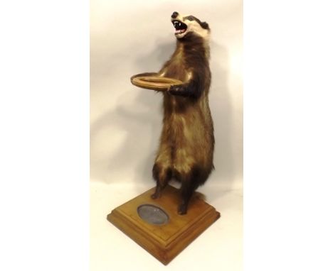 AN EDWARDIAN STANDING BADGER modelled supporting a stick stand with wooden ring and oak base inset tin drip pan, height 90cm 