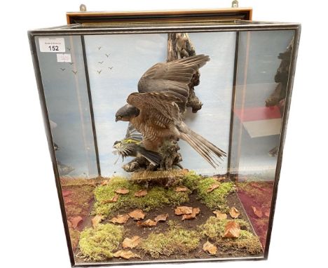 A taxidermy sparrowhawk &amp; great tit hunting scene fitted in display case [52x47.5x38cm] 