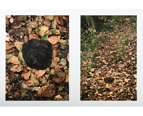 λ ANDY GOLDSWORTHY (BRITISH B. 1956) DARK ELM PATCH, MIDDLETON WOODS, YORKSHIRE Two chromogenic prints mounted onto card Sign