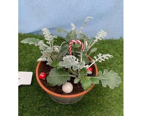 Festive tin planter. Not available for in-house P&amp;P, contact Paul O'Hea at Mailboxes on 01925 659133 