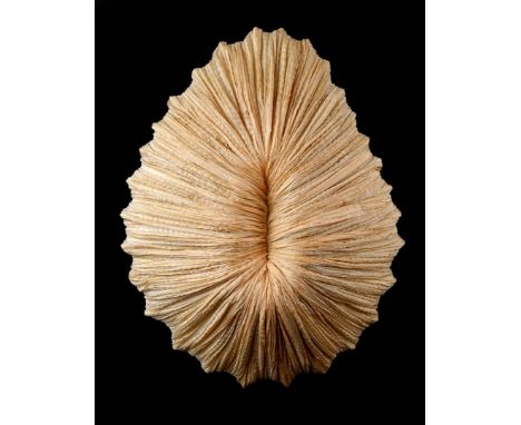 6-light silk wall lamp manufactured by Aqua Creations, model 'Baby Coral', 60x47 cm