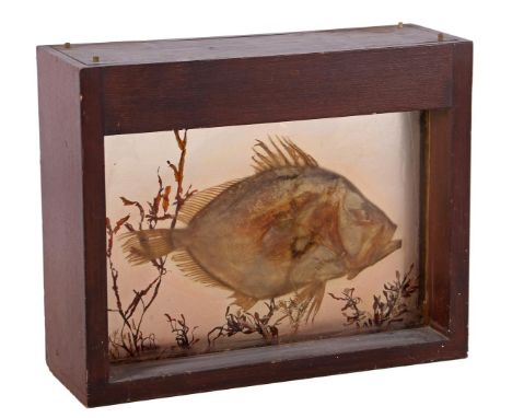 Showcase with a prepared sunfish in an oak cabinet with lighting, 57 cm high, 70 cm wide, 24 cm deep