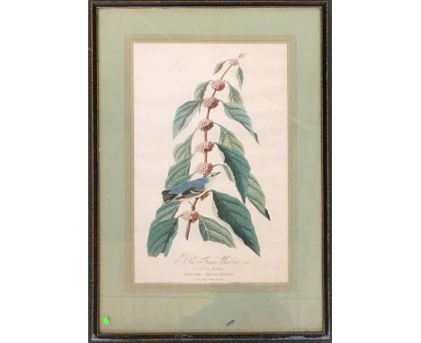 A 19th century coloured engraving by R. Havell, of a male blue-green warbler, from 'Nature', published by John Audubon, 45x29
