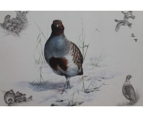 •Nigel Hemming (20thC). Grouse in a winter landscape, print with annotations to the corner, signed, 31cm x 39cm.AUCTIONEER AN