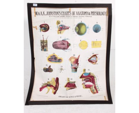 A vintage 20th century school / medical W & A K Johnston's Chart of Anatomy and Physiology for  the organs of Sense and Voice