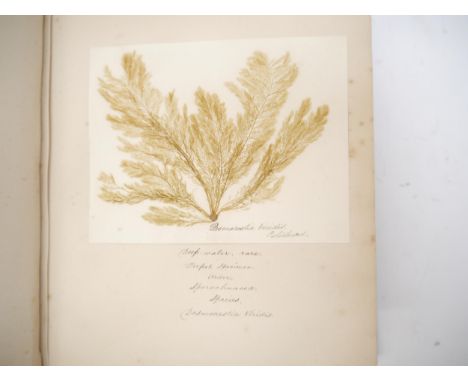 (Marine Algae, Seaweed, Herbarium, Botany), a circa 1863 Herbarium containing approximately 55 British Marine Algae plant spe