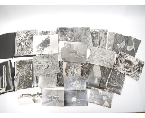 (Natural History), a packet containing approx. 240 earlier to mid 20th Century monochrome photographs of wildlife, including 