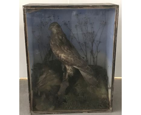 A vintage cased taxidermy of a Buzzard from F. Aston, Naturalist, Woodbridge. Glass panel is loose. Makers label to reverse o