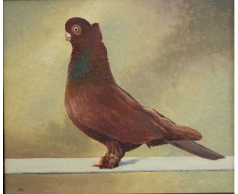 Nat (Late 20th century British school) - Study of a champion racing pigeon, Ancient S F Tumbler Red, 94, FR426, oil on board,