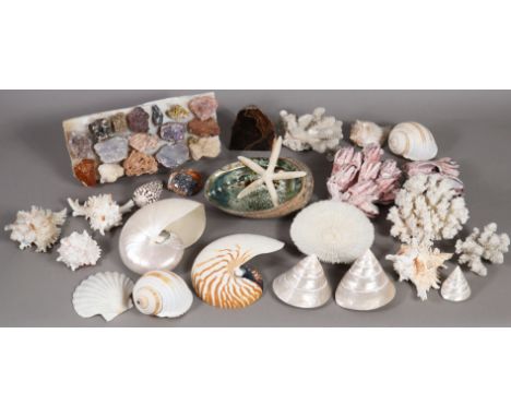 A collection of seashells, coral &amp; mineral specimens.