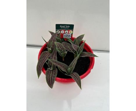 Red Riding Hood Dwarf Tulip planter. Not available for in-house P&amp;P 