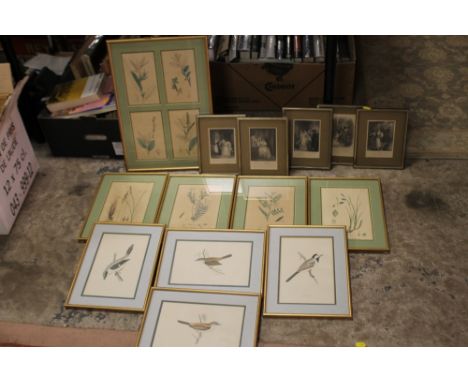 A BOX OF ASSORTED PRINTS TO INCLUDE ONITHOLOGIAL, BOTANICAL AND FIGURATIVE EXAMPLES 