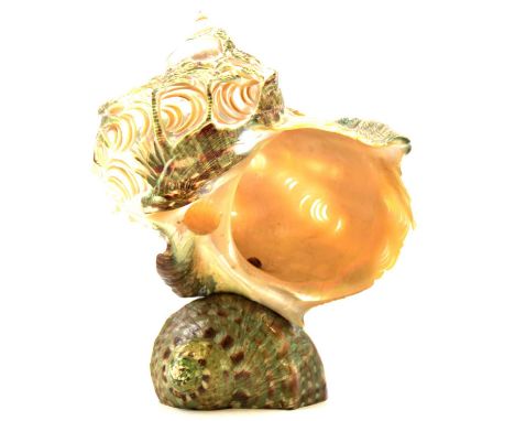Carved snail shell lamp, with two sea eagles fighting over a fish, 19cm.