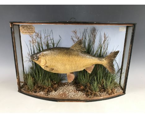 A 19th Century taxidermy fish preserved by J Cooper of 28 Radnor Street, London, bearing manuscript paper label 'Taken by Mr 