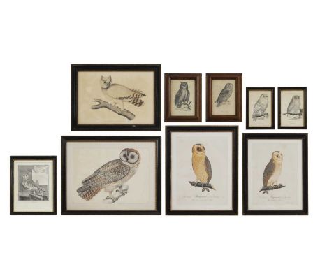 Nine various owl prints, 18th/19th century, to include Jean Guillaume Blanchon, after Jacques Eustache de Sève, 'La Chouette'