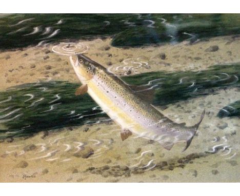 Tim Havers (20th Century British)/Brown Trout Taking an Iron Blue/watercolour, 24cm x 34cm/and two drypoint etchings depictin