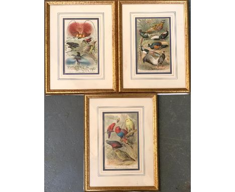 Three late 19th century prints of exotic birds, after G. Mutzel, each approx. 22x13cm 