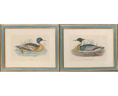 A pair of hand coloured prints, 'Goosander' and 'Red Breasted Merganser', each plate approx. 19.5x28.5cm 