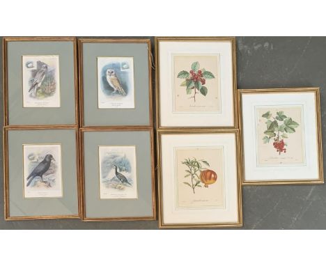 A set of 4 20th century prints of birds, together with a set of 3 20th century prints of fruit 