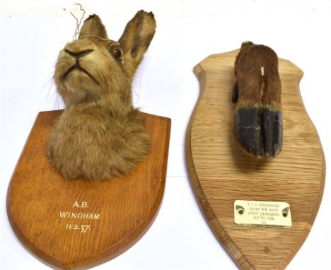 A HARE MASK  the shaped wooden shield with painted inscription 'A.B. Winsham, 11-2-37' with Army &amp; Navy stores taxidermis