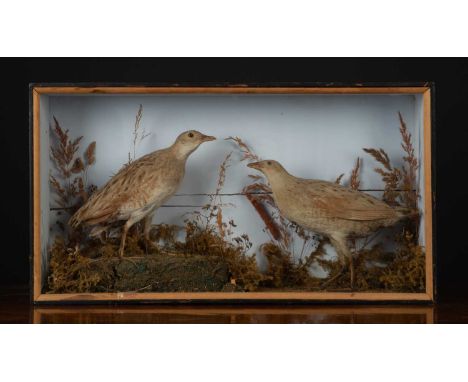 A taxidermy preserved cased mandarin duck by R Shawn Douglas Salisbury, 51cm wide x 20cm deep x 45cm high together with a tax