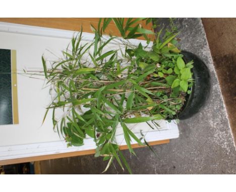 A BAMBOO PLANT IN CERAMIC POT