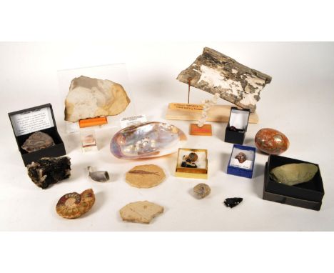 Natural History - Collection of fossils, gemstones and geodes. Examples including an Ammonite section, a woolly mammoth tusk 