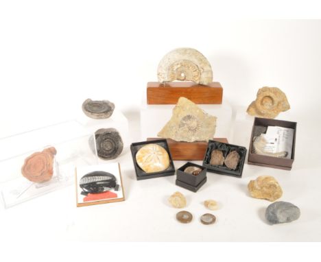 Natural History - Collection of Ammonite fossils and others. Examples including a stromatolite section, a sea urchin fossil, 