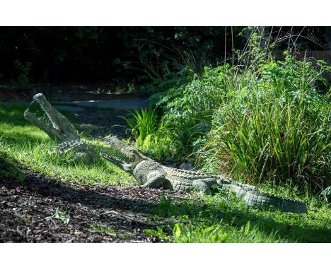 A LARGE PAIR OF BRONZE CROCODILES  20TH CENTURY  Modelled realistically  166cm and 177cm long   Condition Report:  As per cat